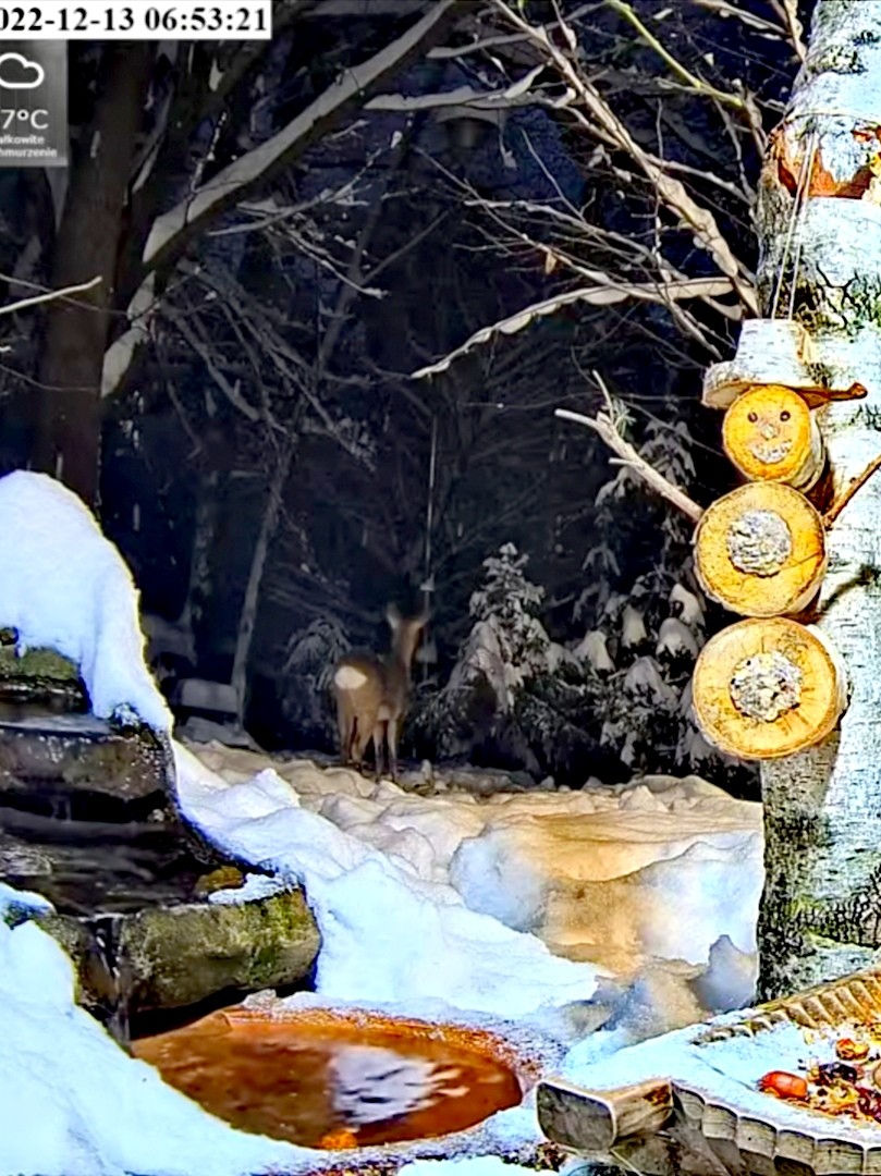 livebirdspoland_b92da92a773394c6101c3fc57d33b044.jpg