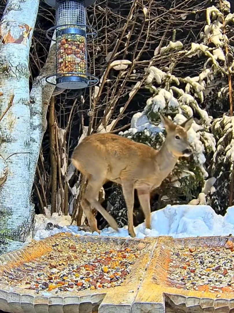 livebirdspoland_e17bd3cb8b594a34f02cf2d6e8674b2b.jpg