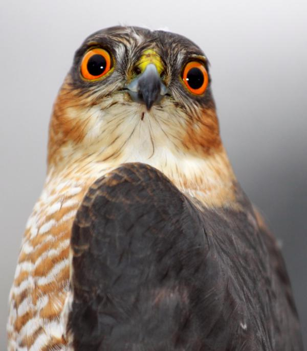 livebirdspoland_61e7bcc66441dc4dad1fb5bb960fbe4c.png