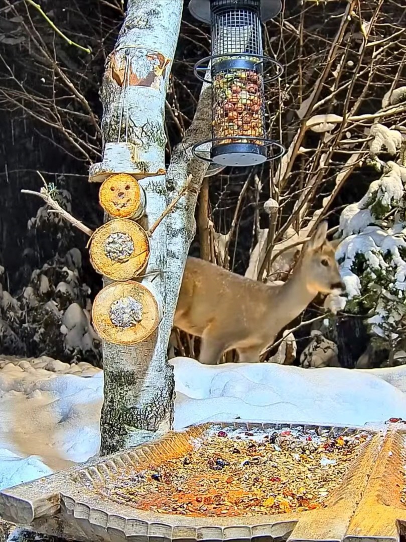livebirdspoland_eccdb8a8e24e4f33556a134a929dab77.jpg