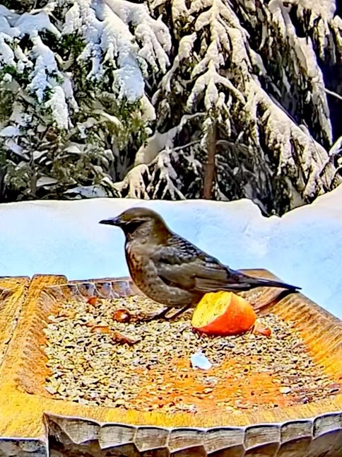 livebirdspoland_9691f0beff6d1b9f0e1f9c5dd5063b55.jpg