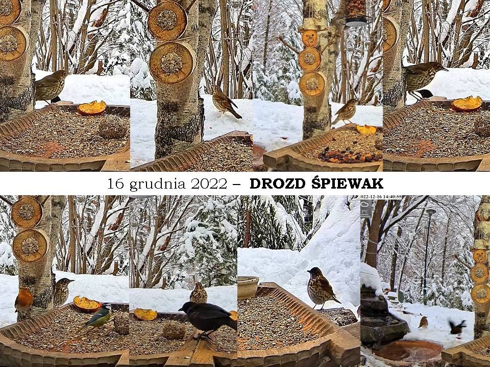 livebirdspoland_ff22d0379efa35258cfee82da87a7a21.jpg