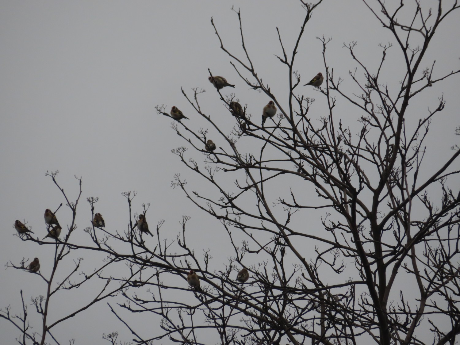 livebirdspoland_eaaecfef49d9f5bdc5359a7836fe244d.jpg