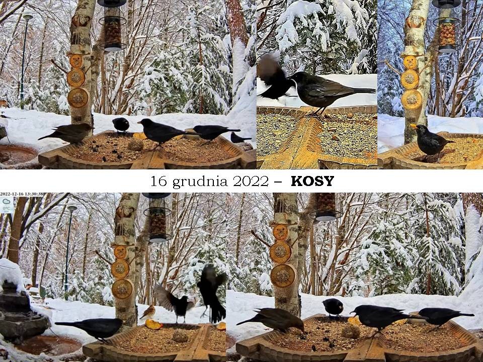 livebirdspoland_11385ec2099724dd155cb9d3cc211328.jpg