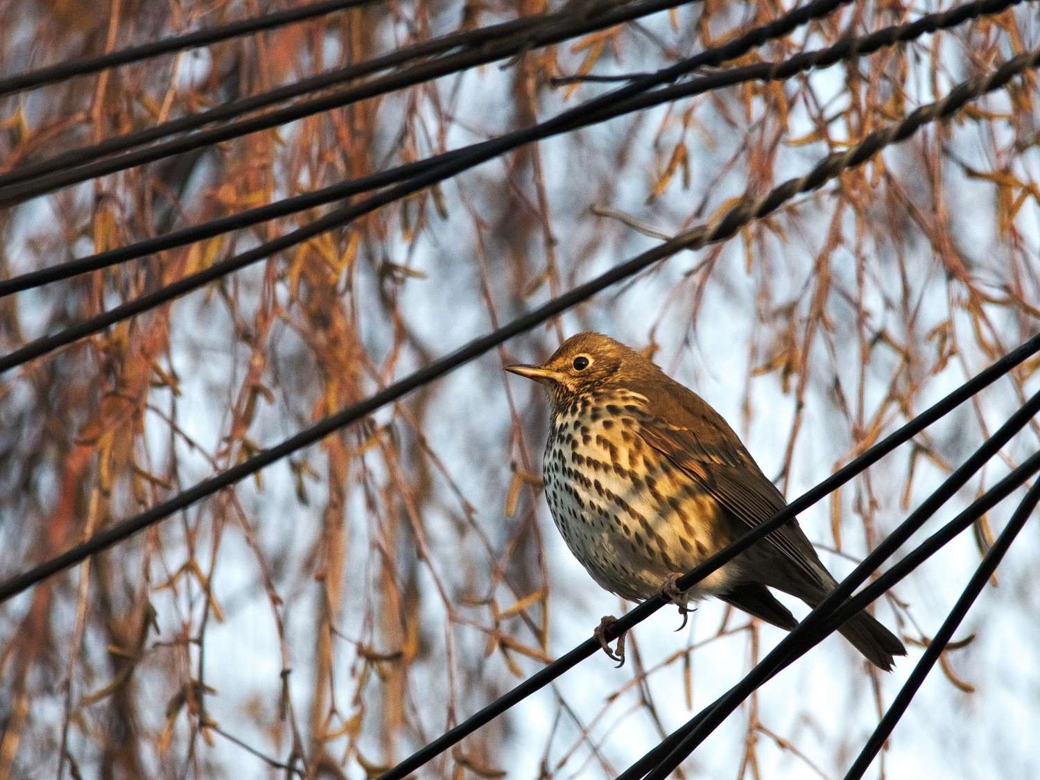 livebirdspoland_bb3a34767346f01765148ed0ae9060f6.jpg