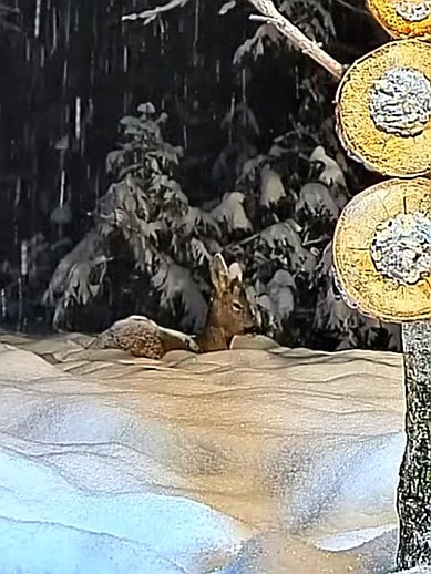 livebirdspoland_aadd36698411c7617bd44ad5aae220d4.jpg