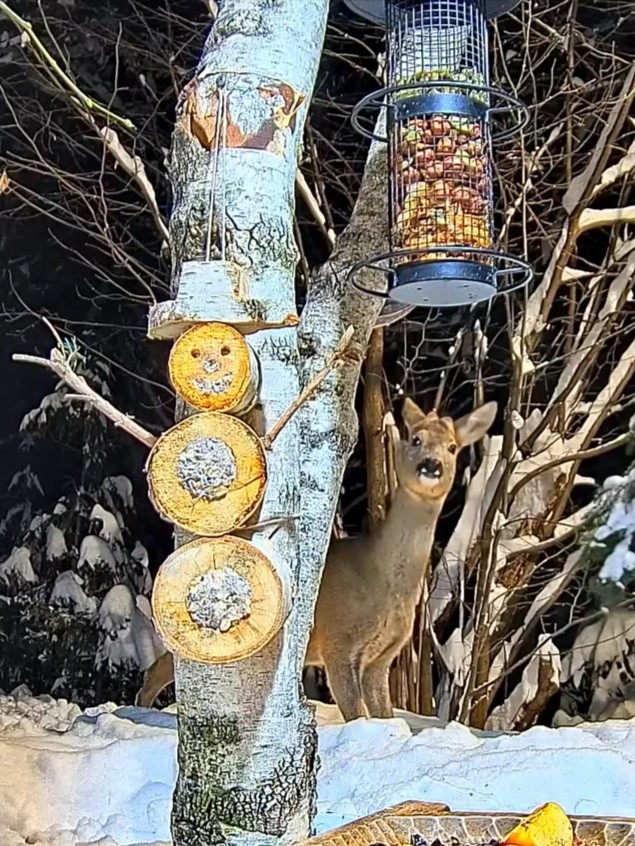 livebirdspoland_e73e88deb920c92f025722e90a834e88.jpg