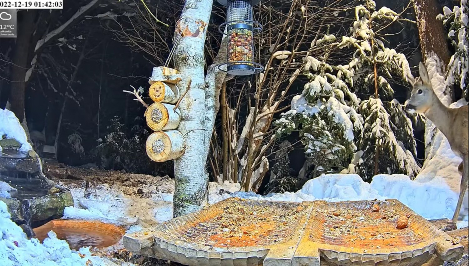 livebirdspoland_37e4a3ae75b9248762ae7b0811ecec2c.jpg