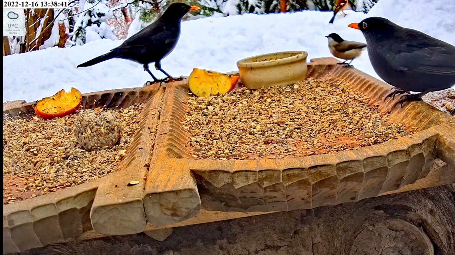 livebirdspoland_f95052512b29474d3ce90f1a0ea3c8e9.jpg