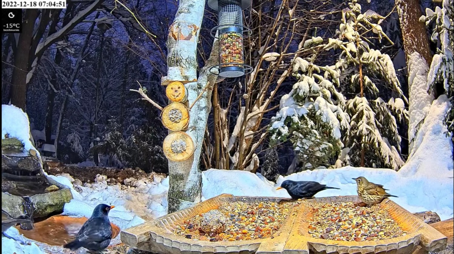 livebirdspoland_300b6d4e8c0a7a18082ebb7fa07ca837.jpg