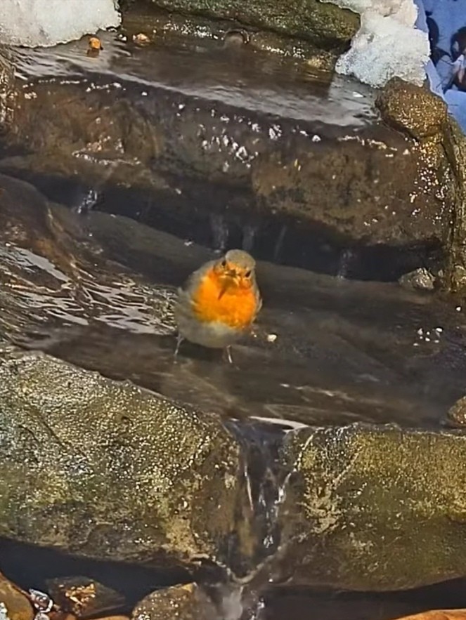 livebirdspoland_5e8a87e742c3c95c34ee91d61967e0e7.jpg