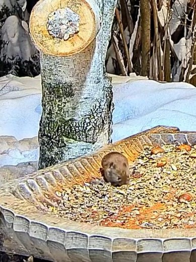 livebirdspoland_f5e6379c00c8f75fa4d41041ea2302bc.jpg