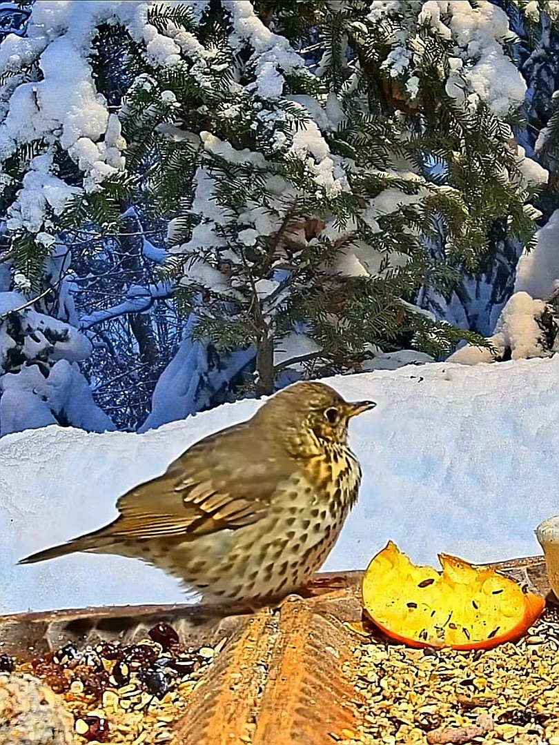livebirdspoland_b3b252027ea7ed1d1522fe11ce9b73ac.jpg