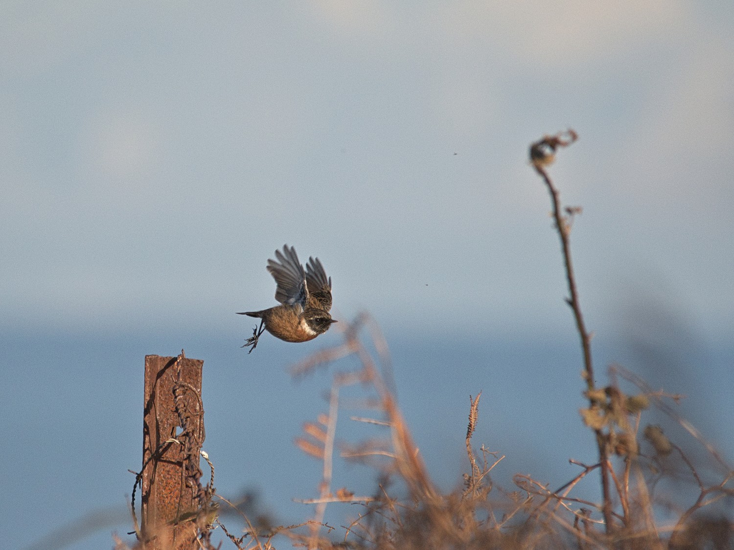 livebirdspoland_3e55a0b3fced2247466ab8444e5d4c73.jpg