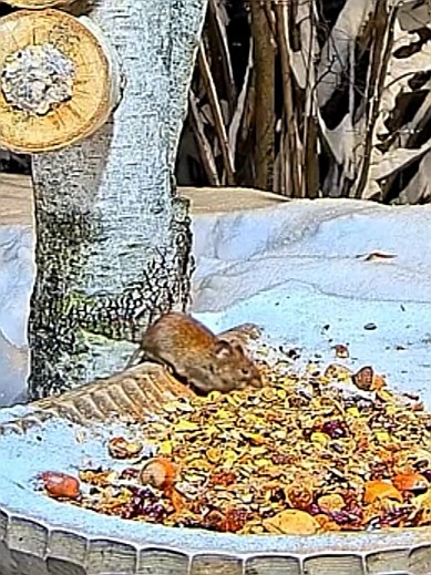 livebirdspoland_b6bb0f1b31a0979cff82bdc405d2d4d1.jpg