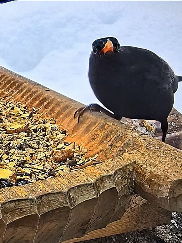 livebirdspoland_fd9b8bc940723b0dac030a3c0e34a0b4.jpg