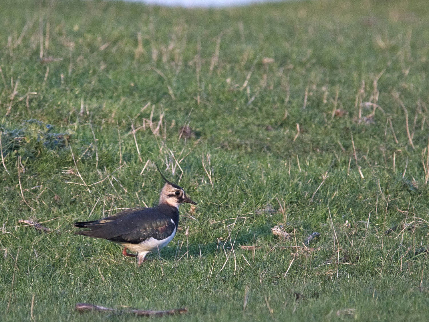 livebirdspoland_0425e26f299ab8796d611db04ac9523f.jpg