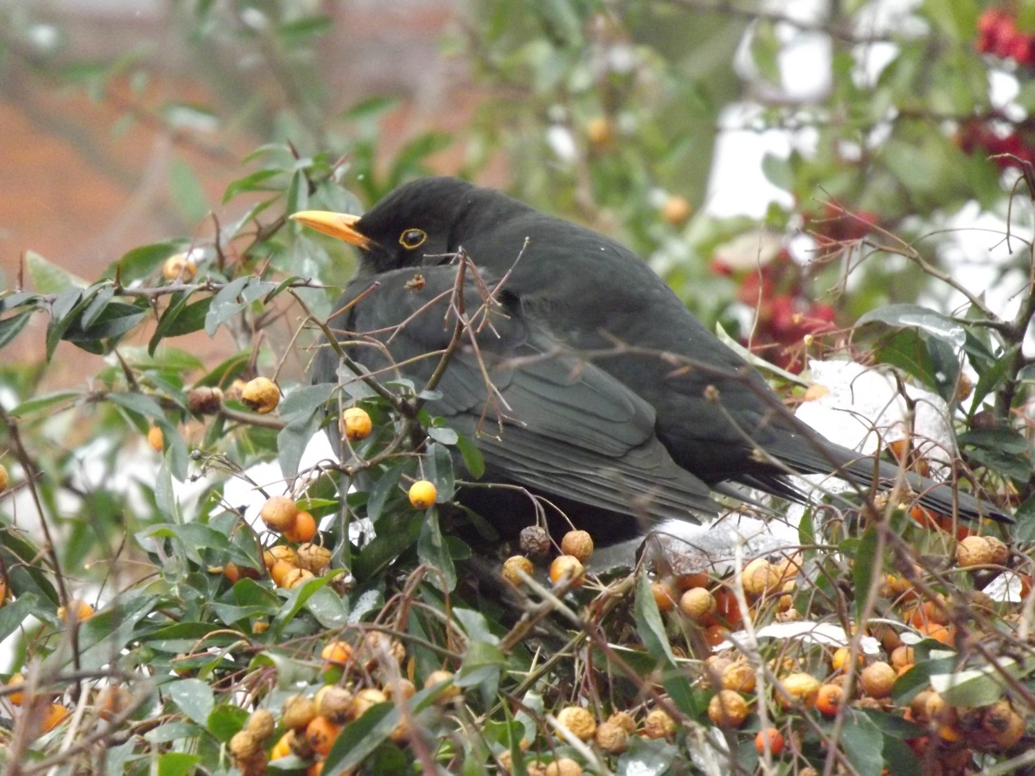 livebirdspoland_ccd3b7a2dfc5b544b35cbc7b64d52a7c.jpg