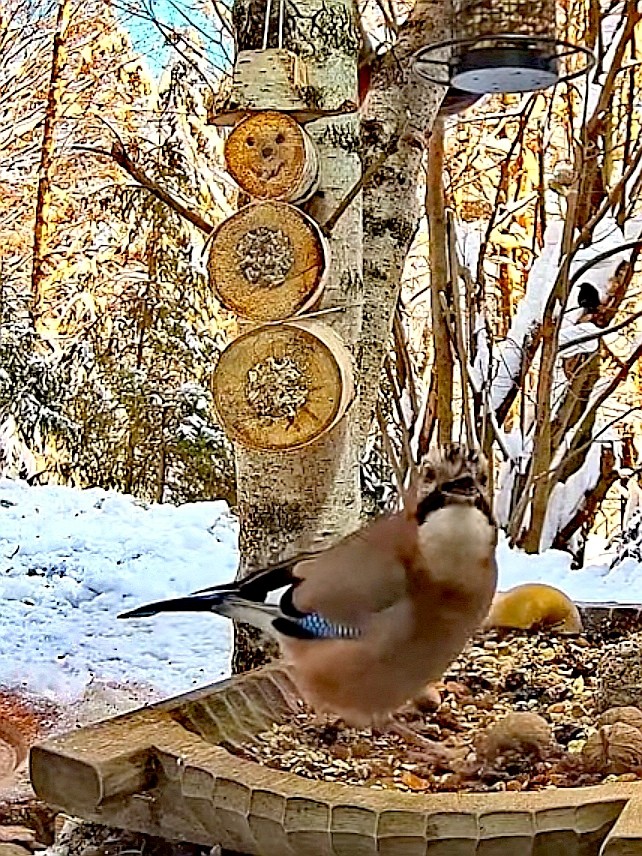 livebirdspoland_8d056111cb418a4cfc65df37c068137a.jpg