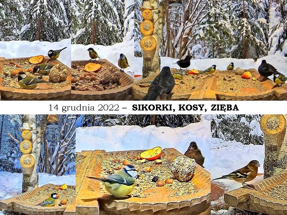 livebirdspoland_e950e4975815312c8fb0111e46e973e0.jpg