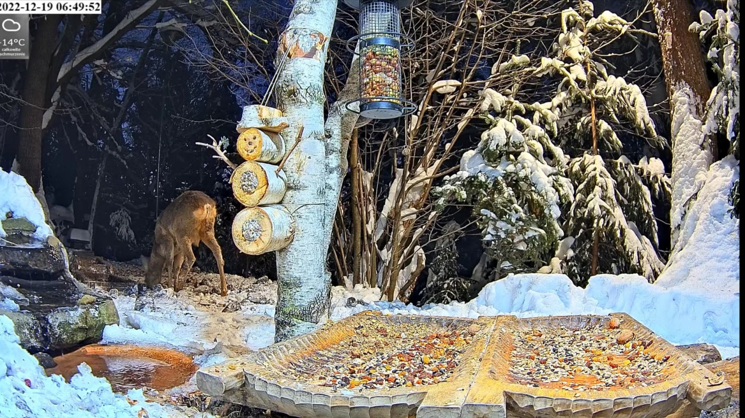 livebirdspoland_b5537440b21e4b9d80668f35871a900b.jpg