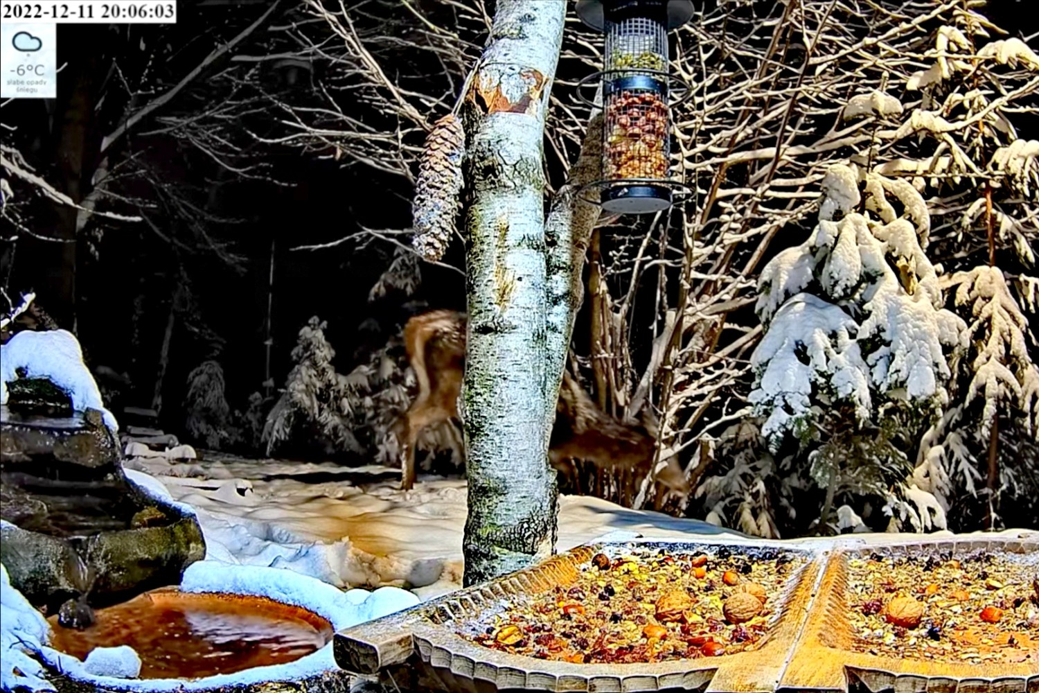 livebirdspoland_a1ff3a2c7776ee628c180e5b59389761.jpg