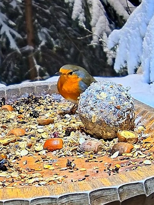 livebirdspoland_cc37f6cd5b562dfcd2fee673748528c9.jpg