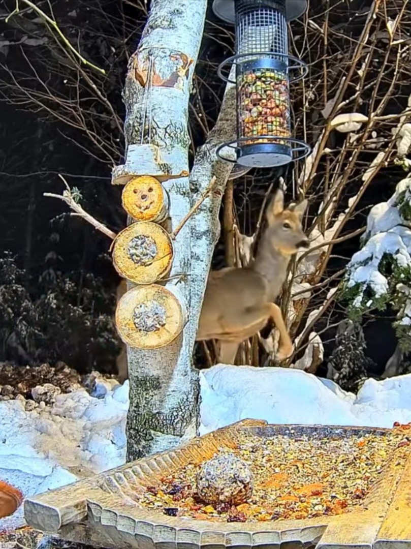 livebirdspoland_6308a0e9291042538b76fefd5c963ad6.jpg