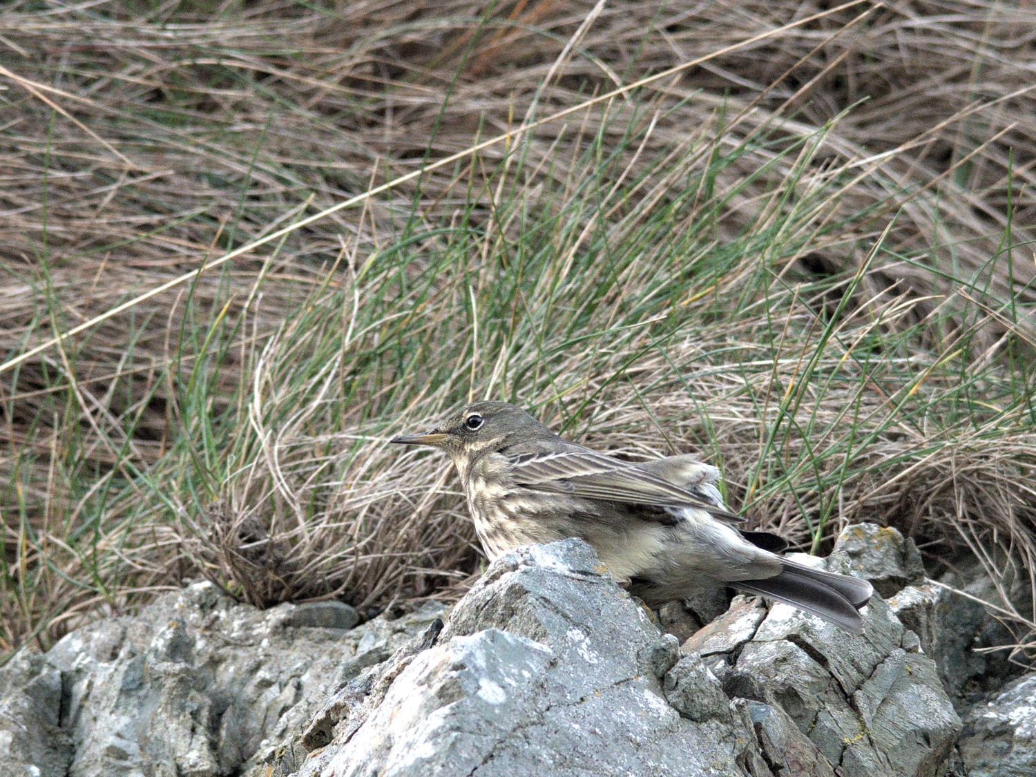livebirdspoland_81aef2f454ebb2a98977221185cf5cab.jpg