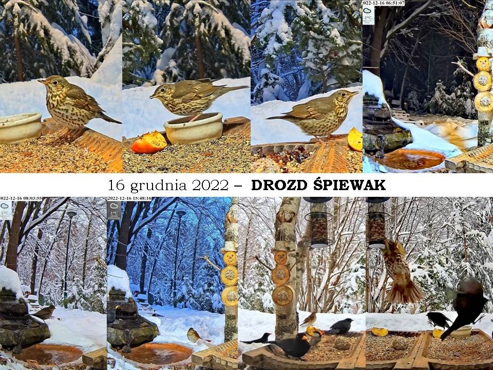 livebirdspoland_217bf4ed2b88af9819f35b633823f7a5.jpg