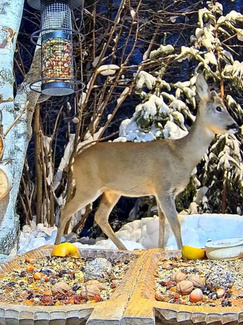 livebirdspoland_9bb746a5f2e7d18dbf0e467c0a494119.jpg