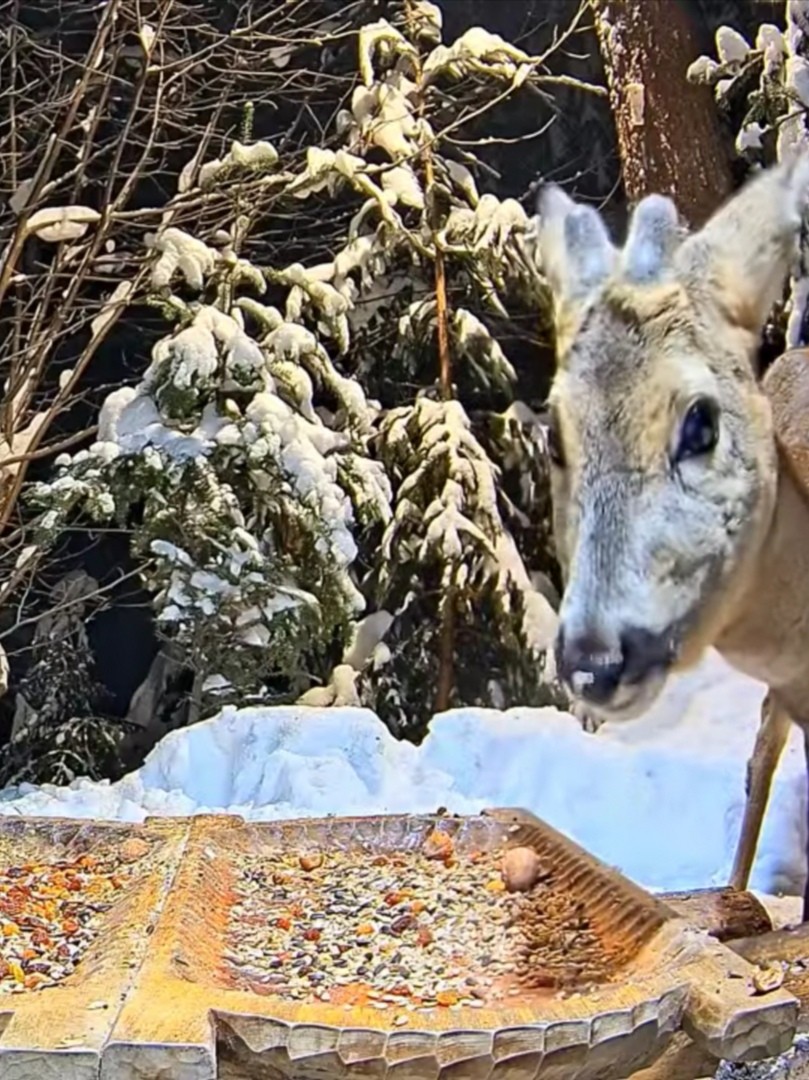livebirdspoland_d4e5e00d071dddd509e5d98c00bc56f7.jpg