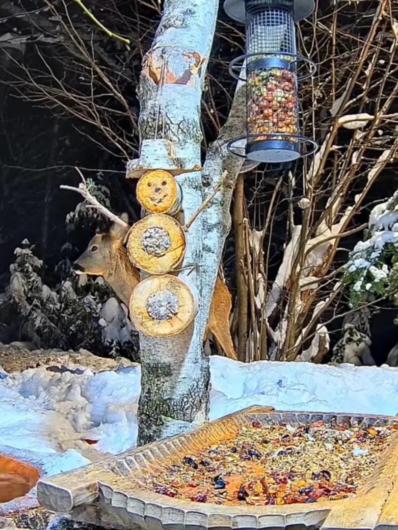 livebirdspoland_544f6ffaa2a8c3e7f294dfdf492a204d.jpg