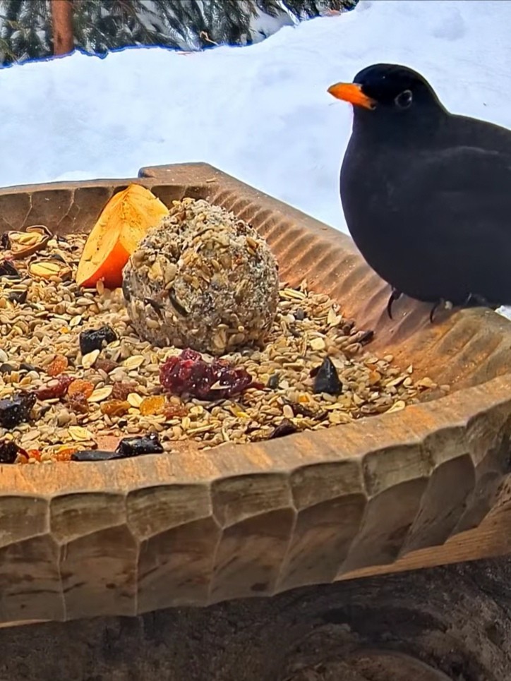 livebirdspoland_3e040623f064ae5197f3fa1aa47dfc39.jpg
