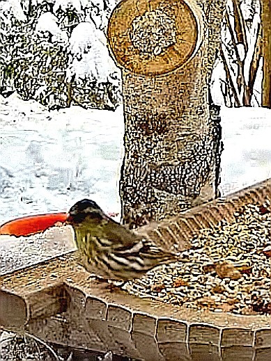 livebirdspoland_907ad80d6efb1750c8c5bb26db5a1dd3.jpg