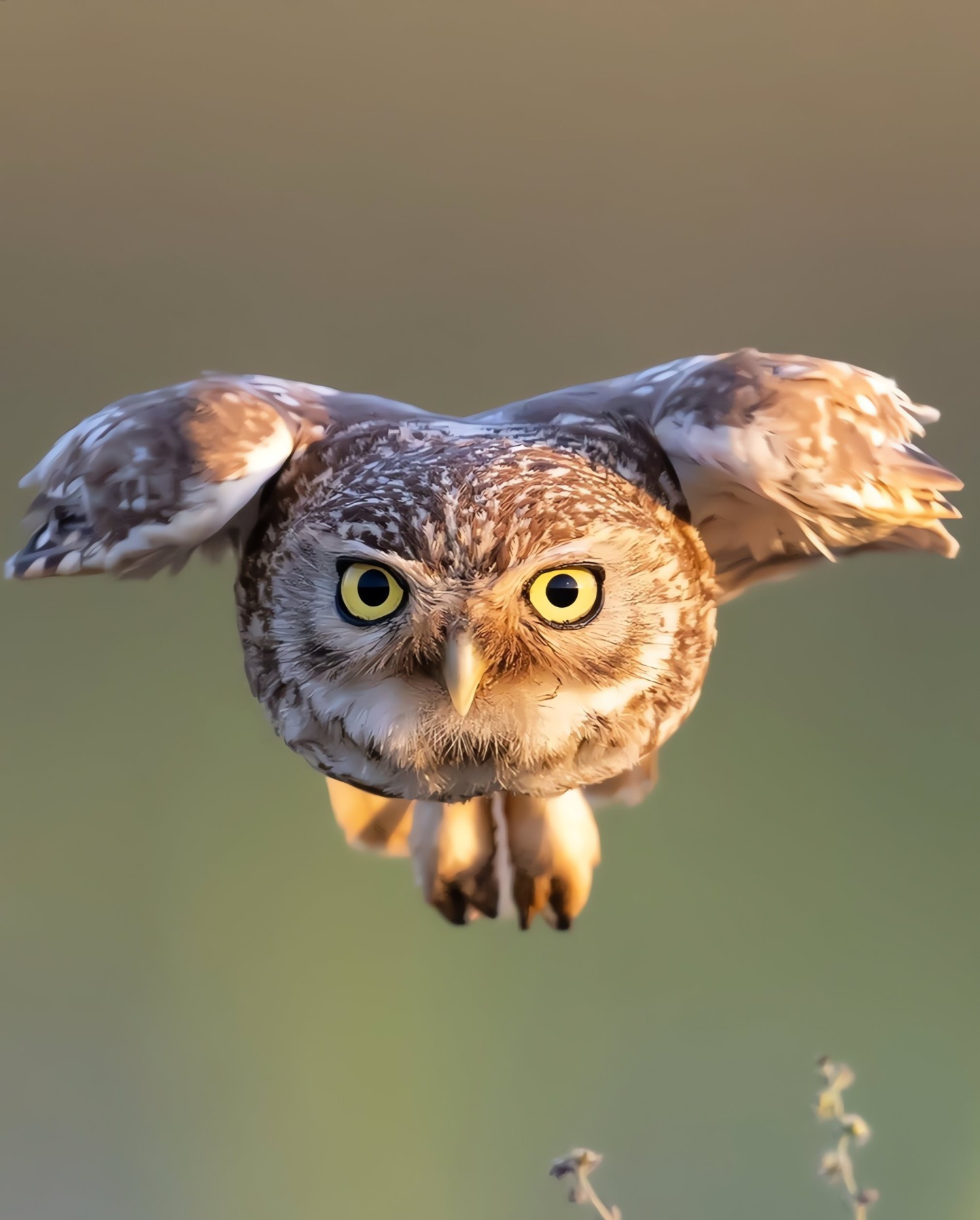 livebirdspoland_667b7e36d9de4d80e7da4f3388ade6ed.jpg