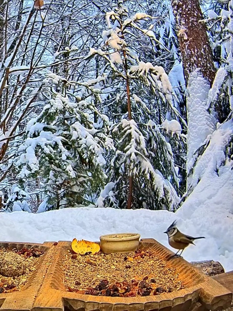livebirdspoland_1f66497c6779e9d900a5820c2267d37e.jpg