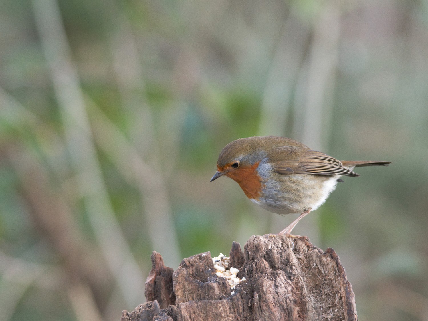 livebirdspoland_3b9783298f8aa7863a0b10f0ed7b2af9.jpg