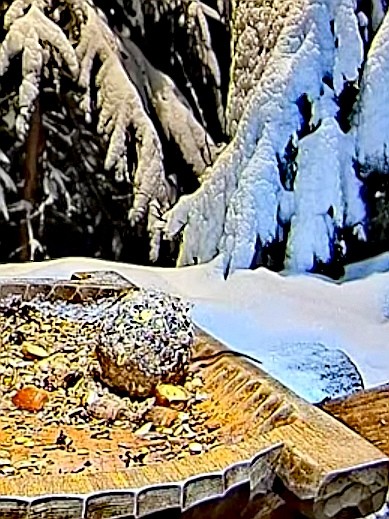 livebirdspoland_4b7353a4b1ee39be8552f118238c00e4.jpg