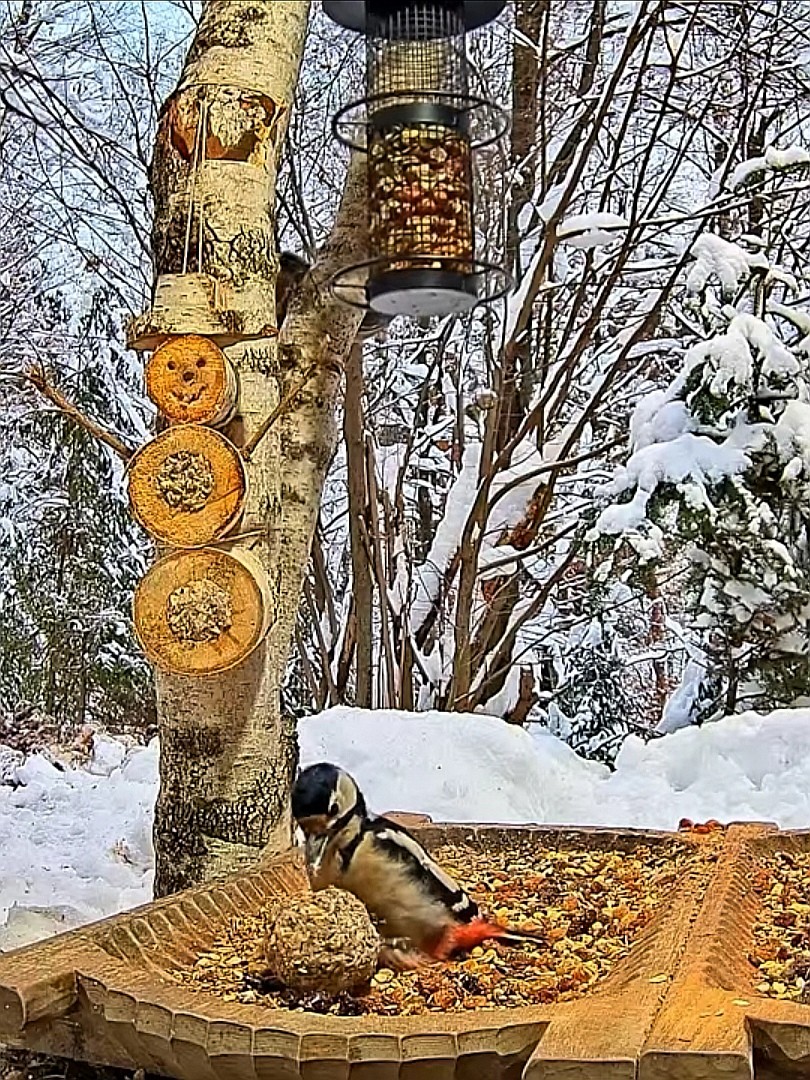 livebirdspoland_32967150dc872f2fb2b4fb7afc0dd758.jpg