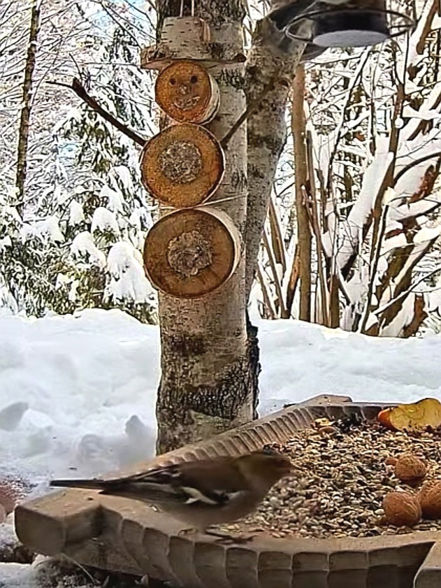livebirdspoland_9f57e9de490dd6db6f8024c414a812ad.jpg