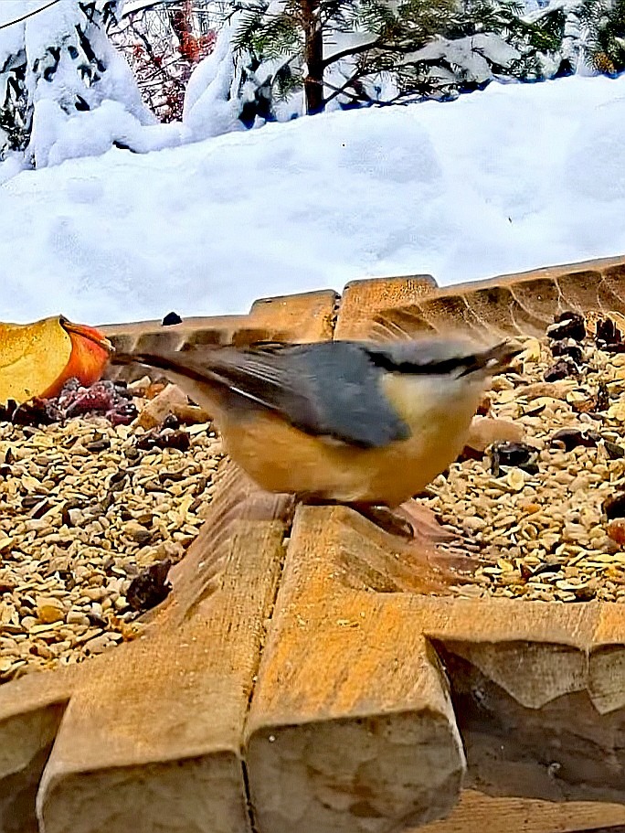 livebirdspoland_d54550968c47d4ec380a0d5a652a94dd.jpg