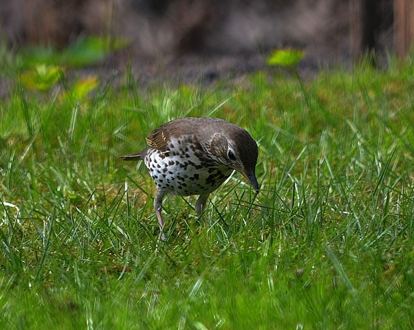 livebirdspoland_96126d139a9e7cabda542c02aac14867.jpg