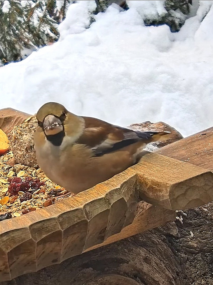 livebirdspoland_6e5ca07ead7cd17ac03e65d6811b5e8a.jpg