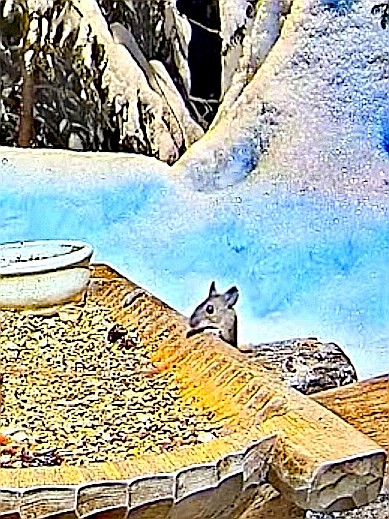 livebirdspoland_170dbb27febdc1166fc131e16e62c63e.jpg