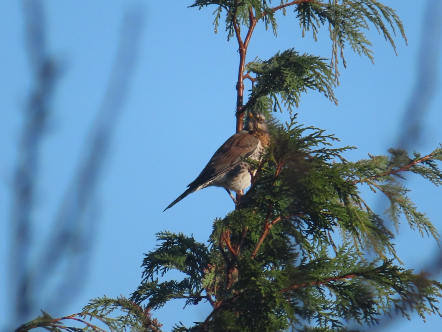 livebirdspoland_480741a711c87c19a785f890d311f62c.jpg