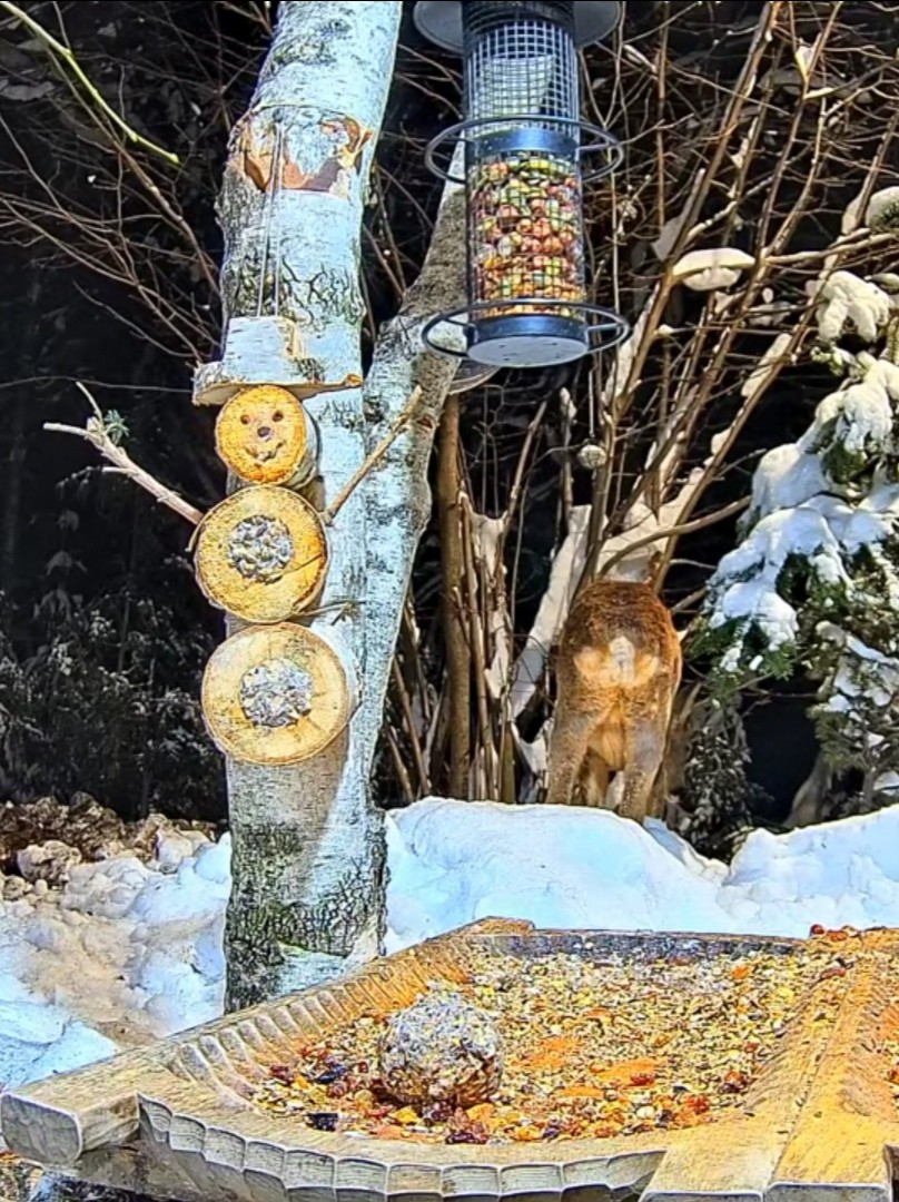 livebirdspoland_99b668af30d510e825ee32356b4c6867.jpg