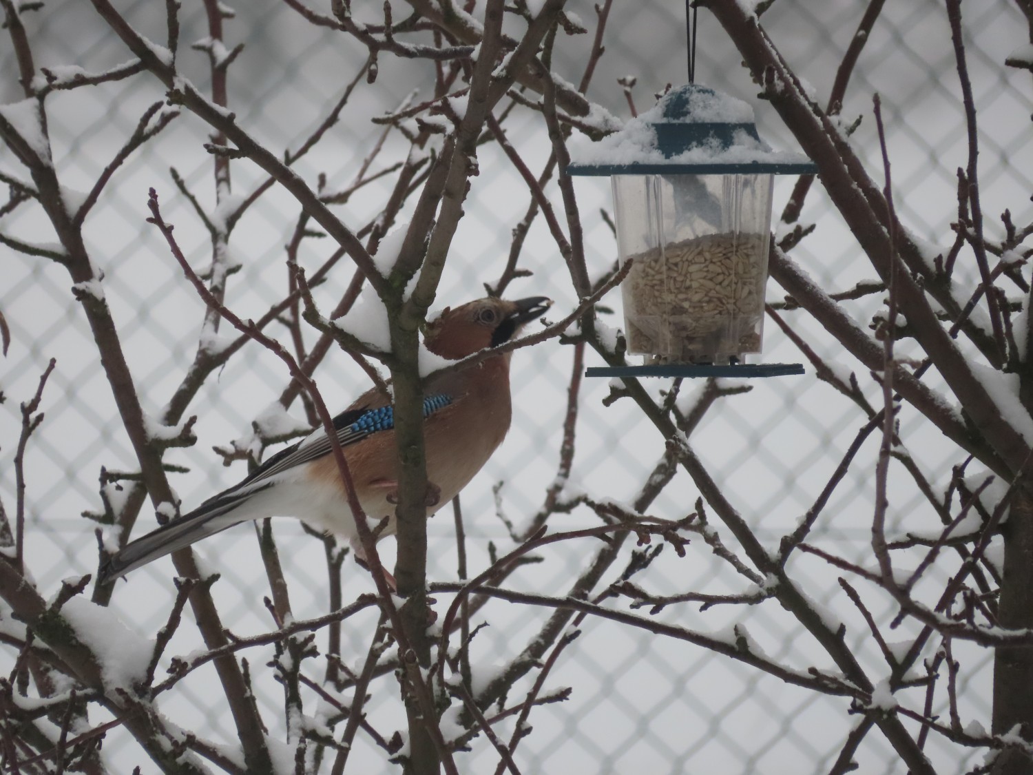 livebirdspoland_a47fa0c74d3ae51a6c011279149129e4.jpg
