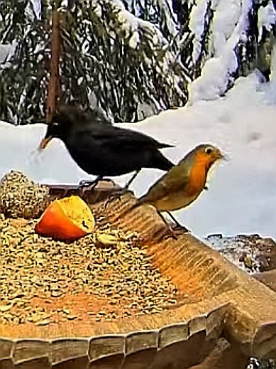 livebirdspoland_9f15c750d430fd334073f25594883e9d.jpg