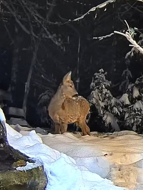livebirdspoland_8af7794867f3a750ffd70a96e2fdf5e5.jpg